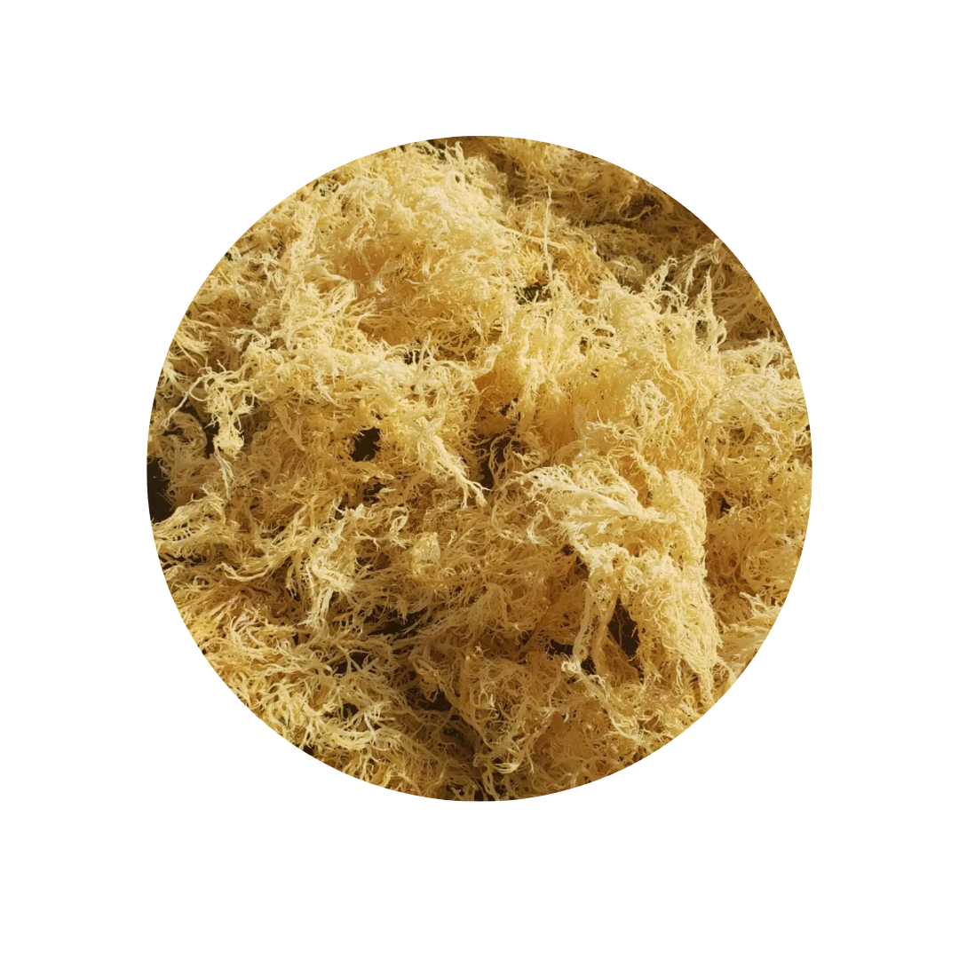 Sea Moss