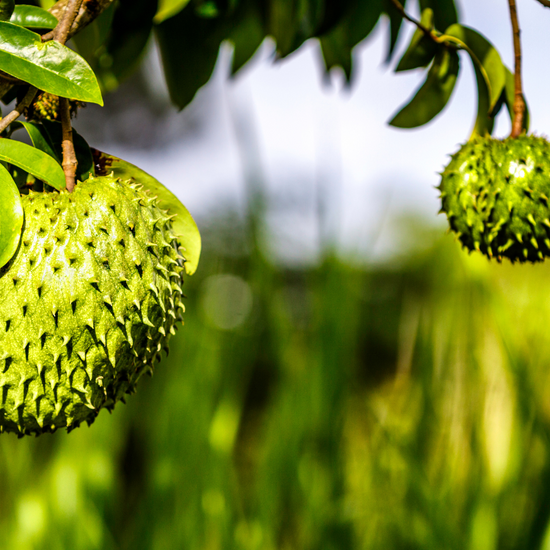 Graviola Soursop Leaves